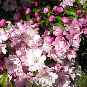 Crab Apple — Emerald, VIC — Emerald Gardens Nursery Crab Apple — Emerald, VIC — Emerald Gardens Nursery