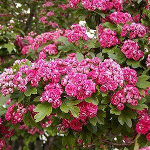 Crataegus — Emerald, VIC — Emerald Gardens Nursery Crataegus — Emerald, VIC — Emerald Gardens Nursery