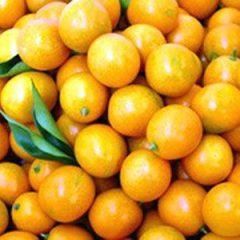 Cumquat — Emerald, VIC — Emerald Gardens Nursery
