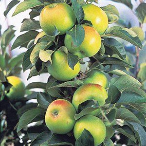 Dwarf Apples — Emerald, VIC — Emerald Gardens Nursery Dwarf Apples — Emerald, VIC — Emerald Gardens Nursery