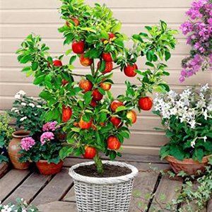 Triple Grafted Apples — Emerald, VIC — Emerald Gardens Nursery Triple Grafted Apples — Emerald, VIC — Emerald Gardens Nursery