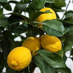Thornless Lemon — Emerald, VIC — Emerald Gardens Nursery