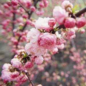 Flowering Almonds — Emerald, VIC — Emerald Gardens Nursery Flowering Almonds — Emerald, VIC — Emerald Gardens Nursery