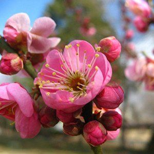 Flowering Apricots — Emerald, VIC — Emerald Gardens Nursery Flowering Apricots — Emerald, VIC — Emerald Gardens Nursery