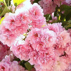 Flowering Cherries — Emerald, VIC — Emerald Gardens Nursery Flowering Cherries — Emerald, VIC — Emerald Gardens Nursery