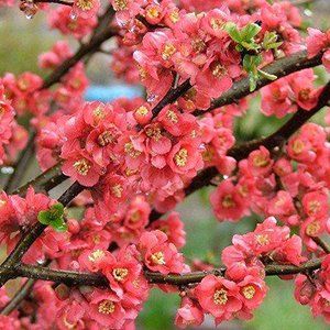 Flowering Peach — Emerald, VIC — Emerald Gardens Nursery Flowering Peach — Emerald, VIC — Emerald Gardens Nursery
