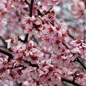 Flowering Plums — Emerald, VIC — Emerald Gardens Nursery Flowering Plums — Emerald, VIC — Emerald Gardens Nursery