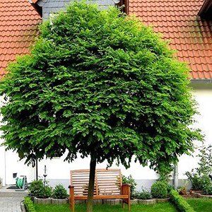 Fraxinus — Emerald, VIC — Emerald Gardens Nursery Fraxinus — Emerald, VIC — Emerald Gardens Nursery