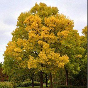 Fraxinus — Emerald, VIC — Emerald Gardens Nursery Fraxinus — Emerald, VIC — Emerald Gardens Nursery