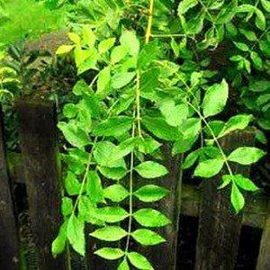 Fraxinus (Ash) — Emerald, VIC — Emerald Gardens Nursery Fraxinus (Ash) — Emerald, VIC — Emerald Gardens Nursery