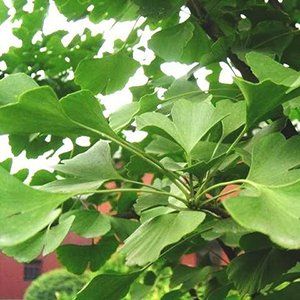 Ginko — Emerald, VIC — Emerald Gardens Nursery Ginko — Emerald, VIC — Emerald Gardens Nursery