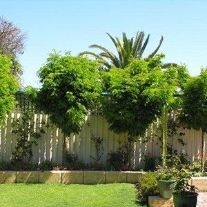 Gleditsia — Emerald, VIC — Emerald Gardens Nursery Gleditsia — Emerald, VIC — Emerald Gardens Nursery