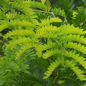 Gleditsia — Emerald, VIC — Emerald Gardens Nursery Gleditsia — Emerald, VIC — Emerald Gardens Nursery