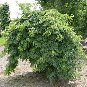 Gleditsia Tree — Emerald, VIC — Emerald Gardens Nursery Gleditsia Tree — Emerald, VIC — Emerald Gardens Nursery