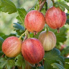 Gooseberry — Emerald, VIC — Emerald Gardens Nursery