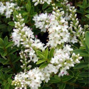 Hebe buxifolia ‘Box Leaf Hebe’ — Emerald, VIC — Emerald Gardens Nursery Hebe buxifolia ‘Box Leaf Hebe’ — Emerald, VIC — Emerald Gardens Nursery