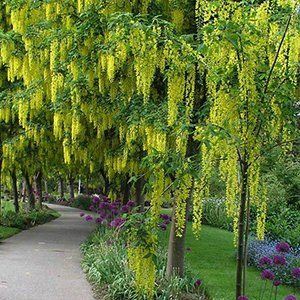 Laburnum — Emerald, VIC — Emerald Gardens Nursery Laburnum — Emerald, VIC — Emerald Gardens Nursery
