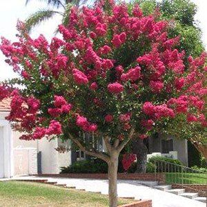 Lagerstoemia — Emerald, VIC — Emerald Gardens Nursery Lagerstoemia — Emerald, VIC — Emerald Gardens Nursery