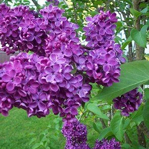 Lilacs — Emerald, VIC — Emerald Gardens Nursery Lilacs — Emerald, VIC — Emerald Gardens Nursery