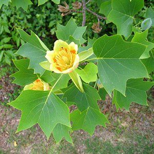 Liriodendron — Emerald, VIC — Emerald Gardens Nursery Liriodendron — Emerald, VIC — Emerald Gardens Nursery