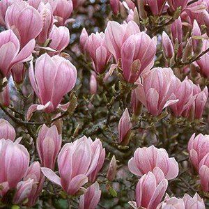 Magnolia — Emerald, VIC — Emerald Gardens Nursery Magnolia — Emerald, VIC — Emerald Gardens Nursery