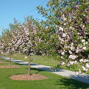 Malus (Crab Apple) — Emerald, VIC — Emerald Gardens Nursery Malus (Crab Apple) — Emerald, VIC — Emerald Gardens Nursery