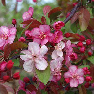 Malus — Emerald, VIC — Emerald Gardens Nursery Malus — Emerald, VIC — Emerald Gardens Nursery