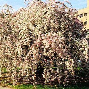 Malus (Crab Apple) — Emerald, VIC — Emerald Gardens Nursery Malus (Crab Apple) — Emerald, VIC — Emerald Gardens Nursery
