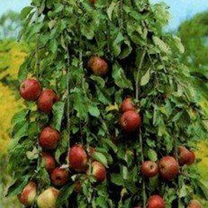 Malus (Fruiting Apple) — Emerald, VIC — Emerald Gardens Nursery Malus (Fruiting Apple) — Emerald, VIC — Emerald Gardens Nursery