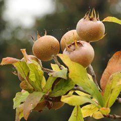 Medlar — Emerald, VIC — Emerald Gardens Nursery Medlar — Emerald, VIC — Emerald Gardens Nursery