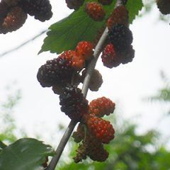 Mulberry — Emerald, VIC — Emerald Gardens Nursery Mulberry — Emerald, VIC — Emerald Gardens Nursery