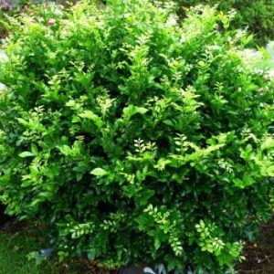 Murraya ‘Orange Jessamine’ — Emerald, VIC — Emerald Gardens Nursery Murraya ‘Orange Jessamine’ — Emerald, VIC — Emerald Gardens Nursery