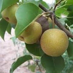 Pears Nashi — Emerald, VIC — Emerald Gardens Nursery Pears Nashi — Emerald, VIC — Emerald Gardens Nursery