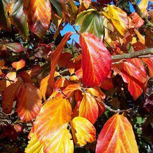 Parrotia — Emerald, VIC — Emerald Gardens Nursery Parrotia — Emerald, VIC — Emerald Gardens Nursery