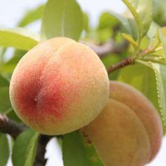 Peach — Emerald, VIC — Emerald Gardens Nursery