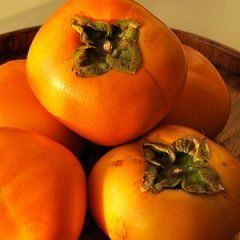 Persimmon — Emerald, VIC — Emerald Gardens Nursery Persimmon — Emerald, VIC — Emerald Gardens Nursery