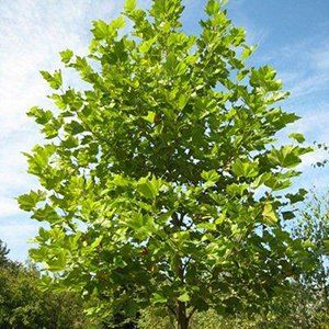 Platanus — Emerald, VIC — Emerald Gardens Nursery Platanus — Emerald, VIC — Emerald Gardens Nursery