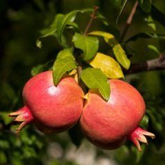 Pomegranate — Emerald, VIC — Emerald Gardens Nursery Pomegranate — Emerald, VIC — Emerald Gardens Nursery