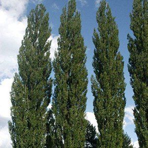Poplus — Emerald, VIC — Emerald Gardens Nursery Poplus — Emerald, VIC — Emerald Gardens Nursery