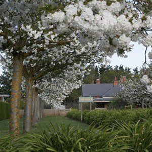 Prunus (Flowering Cherry) — Emerald, VIC — Emerald Gardens Nursery Prunus (Flowering Cherry) — Emerald, VIC — Emerald Gardens Nursery