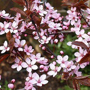 Prunus (Flowering Plum) — Emerald, VIC — Emerald Gardens Nursery Prunus (Flowering Plum) — Emerald, VIC — Emerald Gardens Nursery