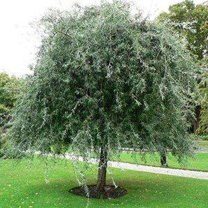 Pyrus (Weeping Pear) — Emerald, VIC — Emerald Gardens Nursery Pyrus (Weeping Pear) — Emerald, VIC — Emerald Gardens Nursery