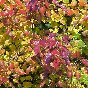 Pyrus — Emerald, VIC — Emerald Gardens Nursery Pyrus — Emerald, VIC — Emerald Gardens Nursery