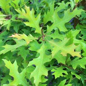 Quercus — Emerald, VIC — Emerald Gardens Nursery Quercus — Emerald, VIC — Emerald Gardens Nursery