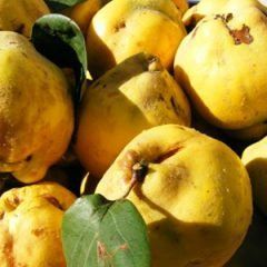 Quince — Emerald, VIC — Emerald Gardens Nursery
