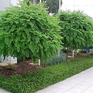Robinia — Emerald, VIC — Emerald Gardens Nursery Robinia — Emerald, VIC — Emerald Gardens Nursery