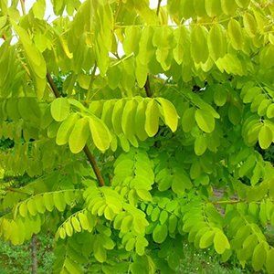 Robinia — Emerald, VIC — Emerald Gardens Nursery Robinia — Emerald, VIC — Emerald Gardens Nursery