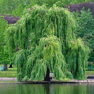 Salix — Emerald, VIC — Emerald Gardens Nursery Salix — Emerald, VIC — Emerald Gardens Nursery