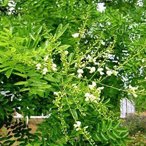 Sophora — Emerald, VIC — Emerald Gardens Nursery Sophora — Emerald, VIC — Emerald Gardens Nursery