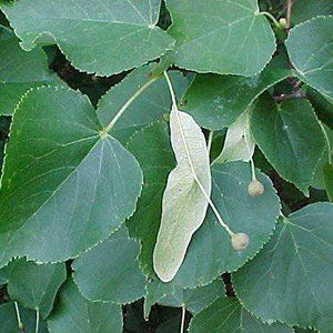 Tilia — Emerald, VIC — Emerald Gardens Nursery Tilia — Emerald, VIC — Emerald Gardens Nursery